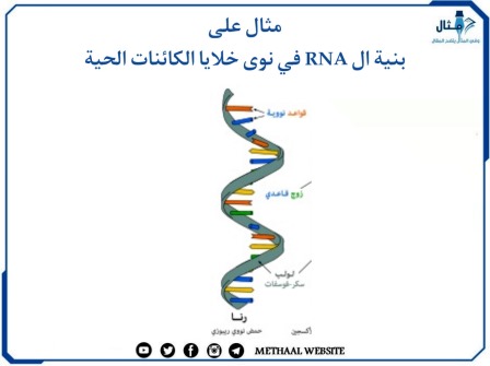 مثال على بنية ال RNA في نوى خلايا الكائنات الحية