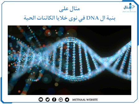 مثال على بنية ال DNA في نوى خلايا الكائنات الحية 