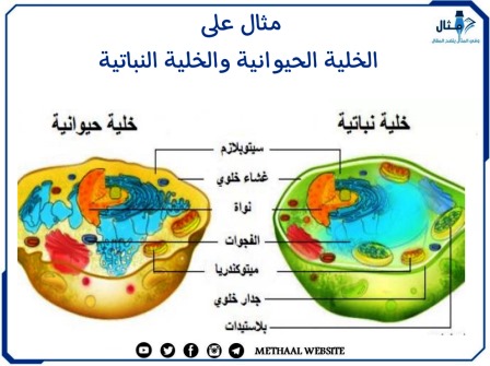 مثال على الخلية الحيوانية والخلية النباتية 