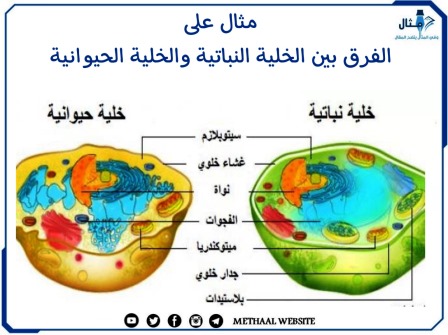 مثال على الفرق بين الخلية النباتية والخلية الحيوانية 