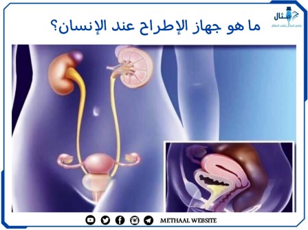 ما هو جهاز الإطراح عند الإنسان؟