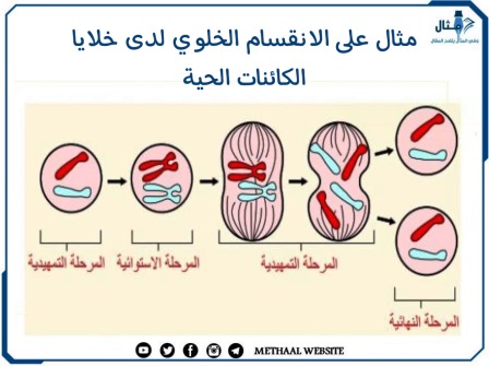 مثال على الانقسام الخلوي لدى خلايا الكائنات الحية 