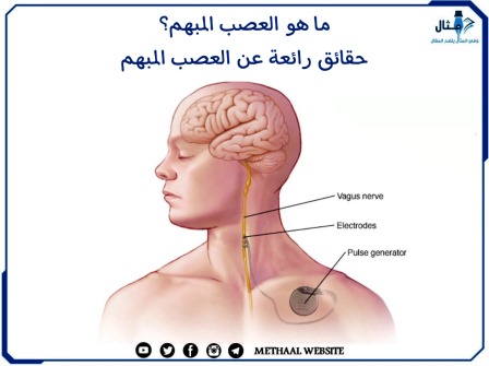 ما هو العصب المبهم؟ حقائق رائعة عن العصب المبهم