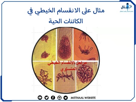 مثال على الانقسام الخيطي في الكائنات الحية