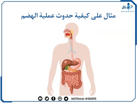 مثال على كيفية حدوث عملية الهضم