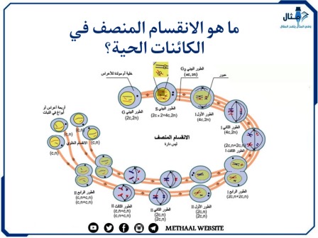 ما هو الانقسام المنصف في الكائنات الحية؟