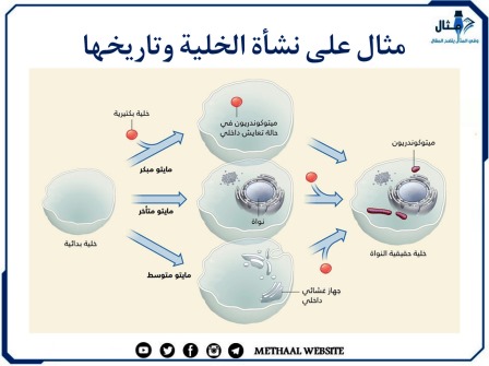 مثال على نشأة الخلية وتاريخها