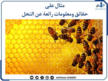 مثال على حقائق ومعلومات رائعة عن النحل