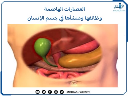 العصارات الهاضمة وظائفها ومنشأها في جسم الإنسان