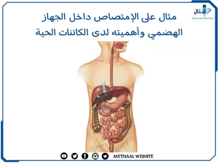 مثال على الإمتصاص داخل الجهاز الهضمي وأهميته لدى الكائنات الحية