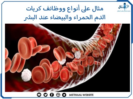 مثال على أنواع ووظائف كريات الدم الحمراء والبيضاء عند البشر