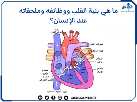 ما هي بنية القلب ووظائفه وملحقاته عند الإنسان؟