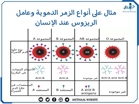 مثال على أنواع الزمر الدموية وعامل الريزوس عند الإنسان