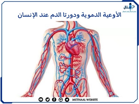 الأوعية الدموية ودورتا الدم عند الإنسان