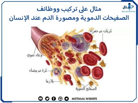 مثال على تركيب ووظائف الصفيحات الدموية ومصورة الدم عند الإنسان