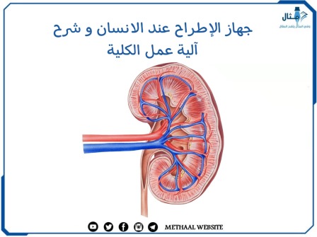 جهاز الإطراح عند الانسان و شرح آلية عمل الكلية