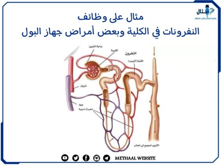 مثال على وظائف النفرونات في الكلية وبعض أمراض جهاز البول