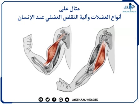 مثال على أنواع العضلات وآلية التقلص العضلي عند الإنسان