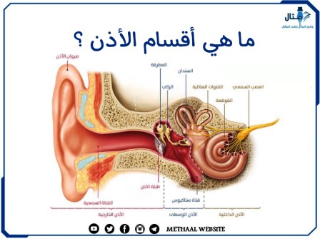 ما هي أقسام الأذن ؟