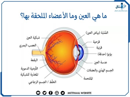 ما هي العين وما الأعضاء الملحقة بها؟