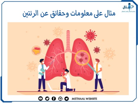 مثال على معلومات وحقائق عن الرئتين