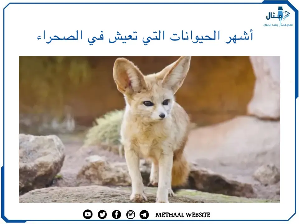 أشهر الحيوانات التي تعيش في الصحراء أشهر الحيوانات التي تعيش في الصحراء