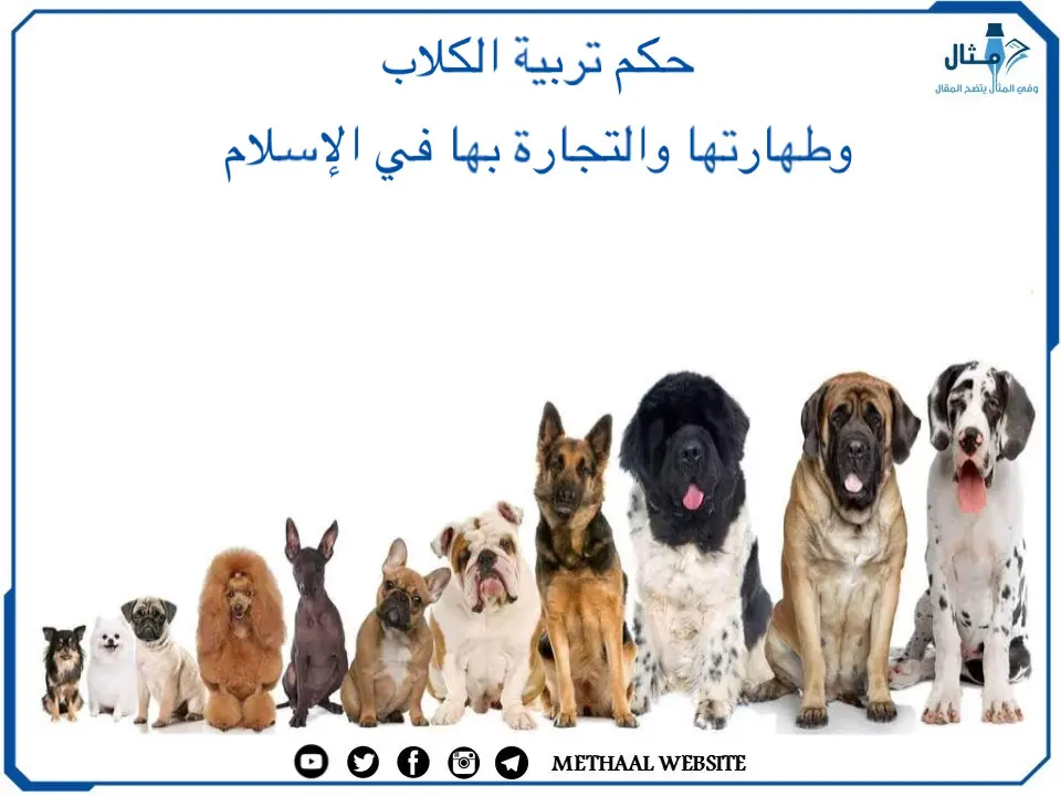 حكم تربية الكلاب وطهارتها والتجارة بها في الإسلام حكم تربية الكلاب وطهارتها والتجارة بها في الإسلام
