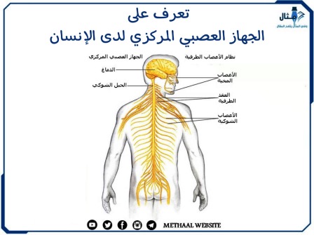 تعرف على الجهاز العصبي المركزي لدى الإنسان