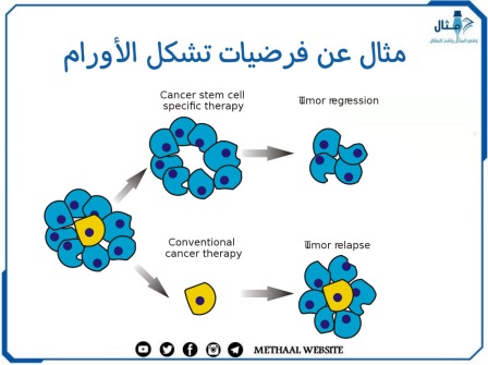 مثال عن فرضيات تشكل الأورام