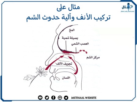 مثال على تركيب الأنف وآلية حدوث الشم