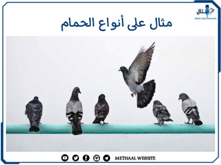 مثال على أنواع الحمام