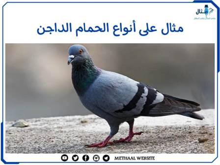 مثال على أنواع الحمام الداجن