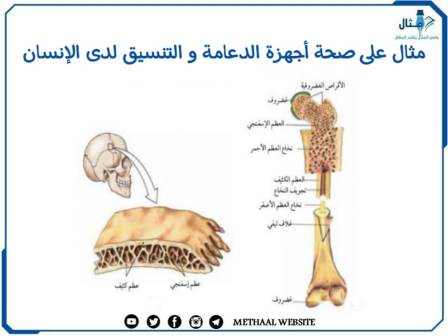 مثال على صحة أجهزة الدعامة والتنسيق لدى الإنسان