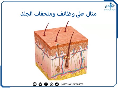 مثال على وظائف وملحقات الجلد 