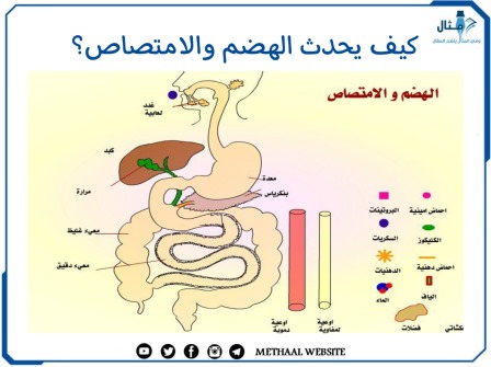 كيف يحدث الهضم والامتصاص؟