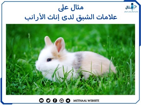 مثال على علامات الشبق لدى إناث الأرانب