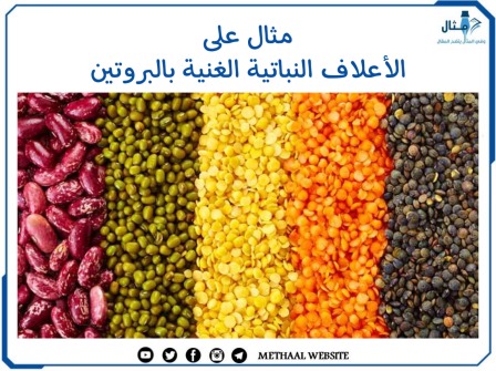 مثال على الأعلاف النباتية الغنية بالبروتين