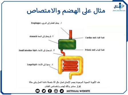 مثال على الهضم والامتصاص