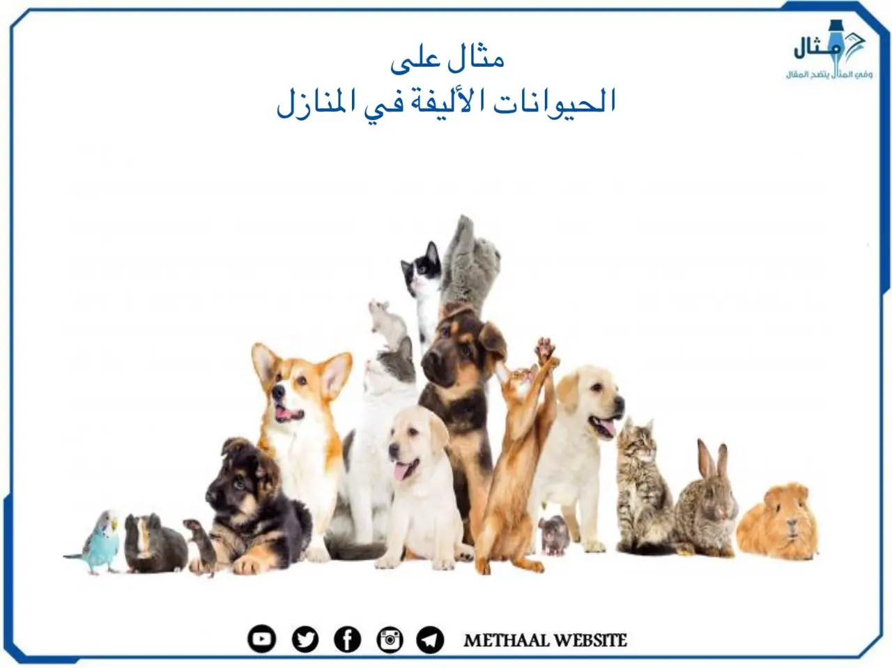 الحيوانات الأليفة في المنازل الحيوانات الأليفة في المنازل