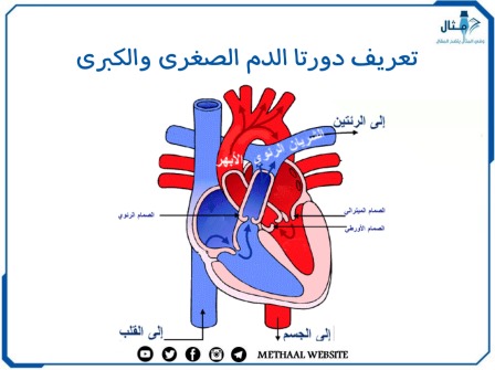 تعريف دورتا الدم الصغرى والكبرى