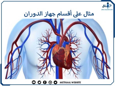 مثال على أقسام جهاز الدوران