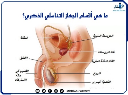 ما هي أقسام الجهاز التناسلي الذكري؟