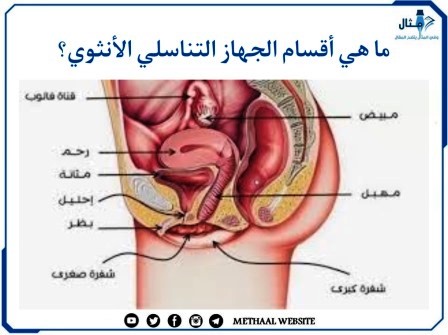 ما هي أقسام الجهاز التناسلي الأنثوي؟