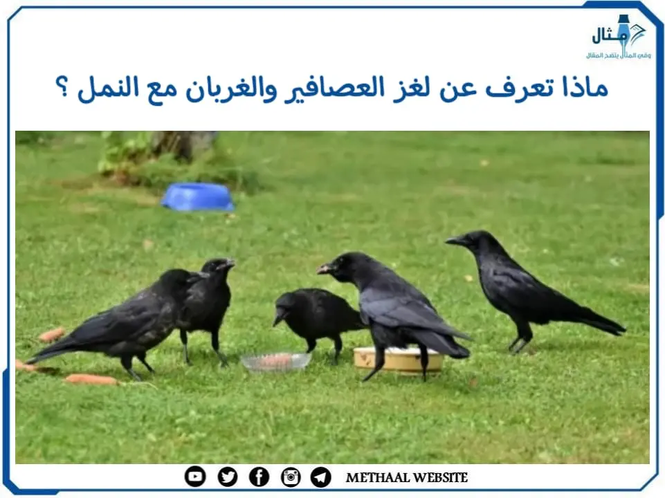 ماذا تعرف عن لغز العصافير والغربان مع النمل ؟ ماذا تعرف عن لغز العصافير والغربان مع النمل ؟