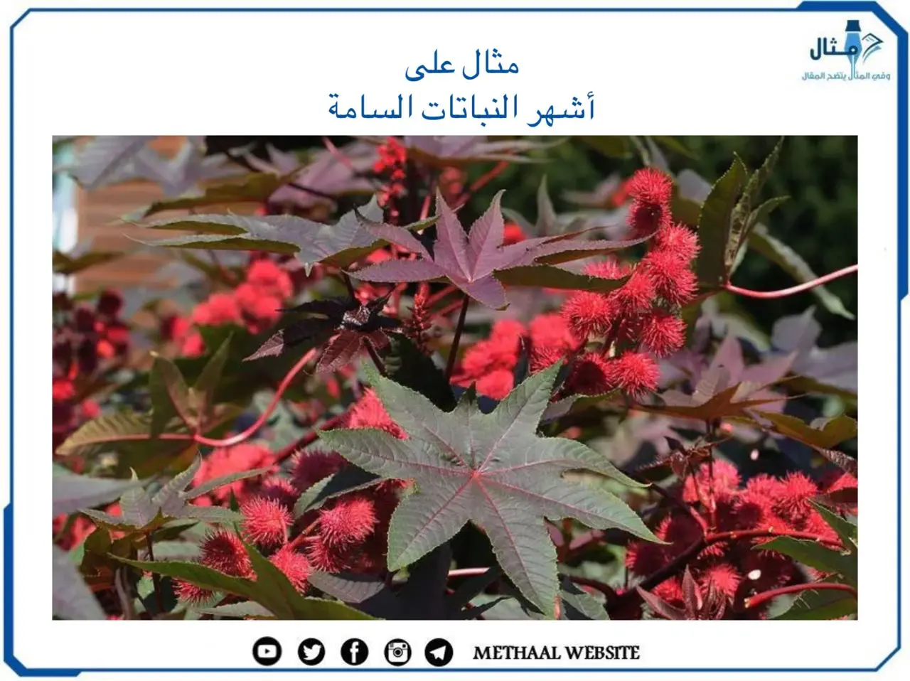 أشهر النباتات السامة أشهر النباتات السامة