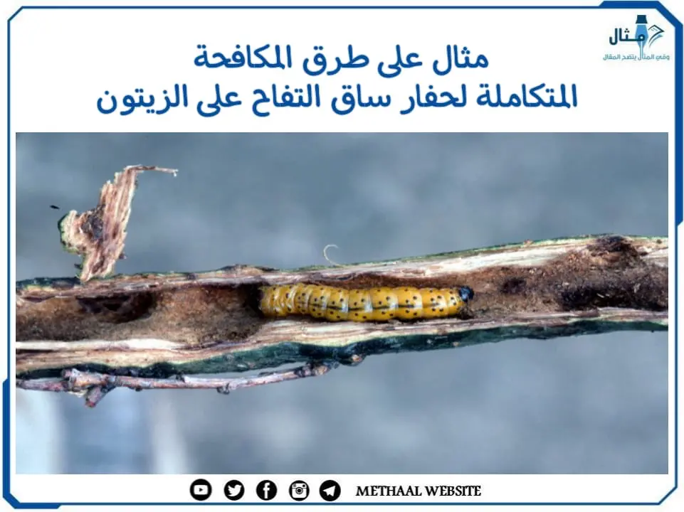 مثال على طرق المكافحة المتكاملة لحفار ساق التفاح على الزيتون مثال على طرق المكافحة المتكاملة لحفار ساق التفاح على الزيتون