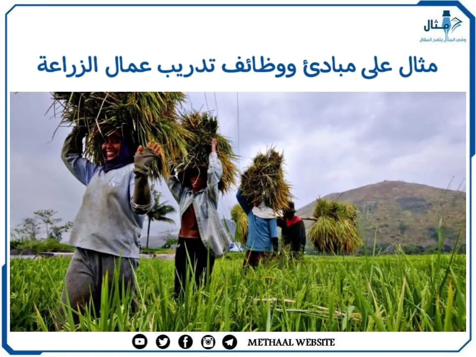 مثال على مبادئ ووظائف تدريب عمال الزراعة مثال على مبادئ ووظائف تدريب عمال الزراعة