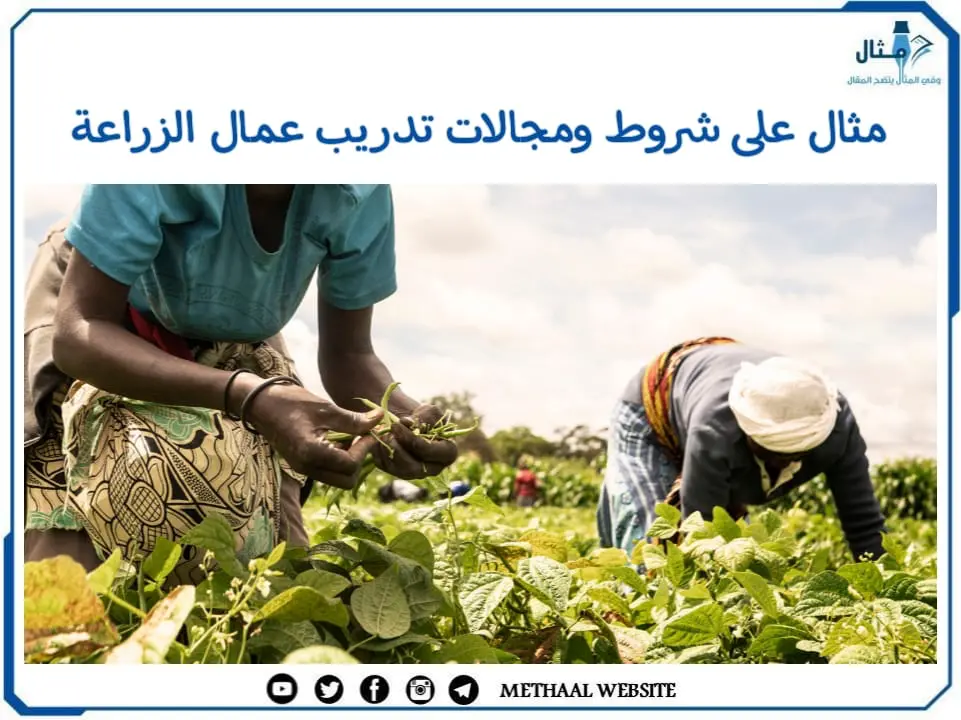 مثال على شروط ومجالات تدريب عمال الزراعة مثال على شروط ومجالات تدريب عمال الزراعة