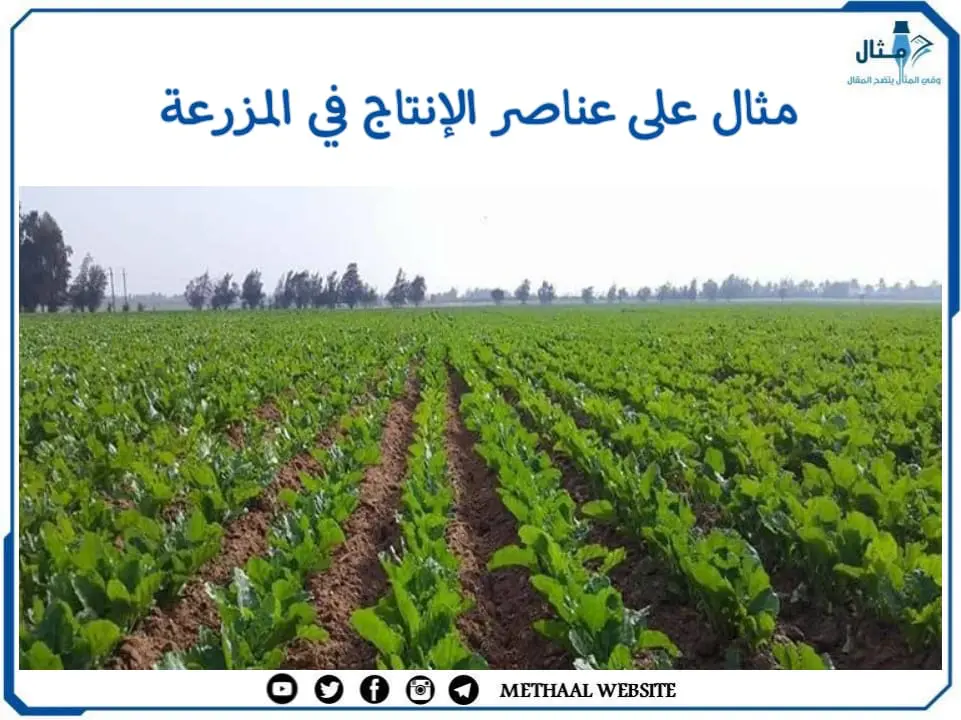 مثال على عناصر الإنتاج في المزرعة مثال على عناصر الإنتاج في المزرعة