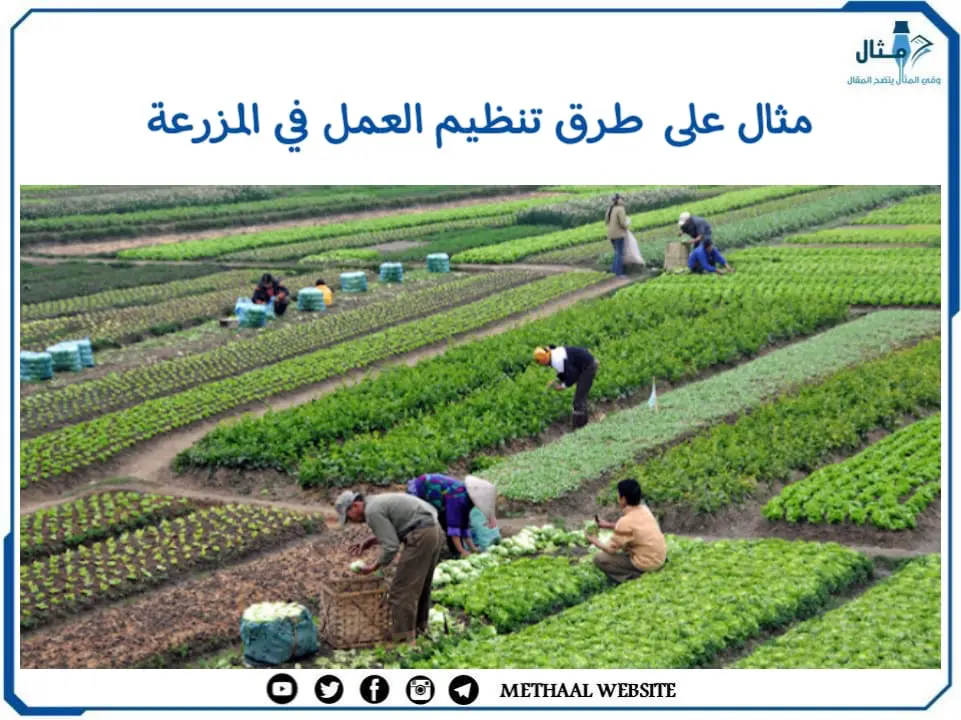 مثال على طرق تنظيم العمل في المزرعة مثال على طرق تنظيم العمل في المزرعة